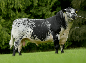 Ballylough Edward