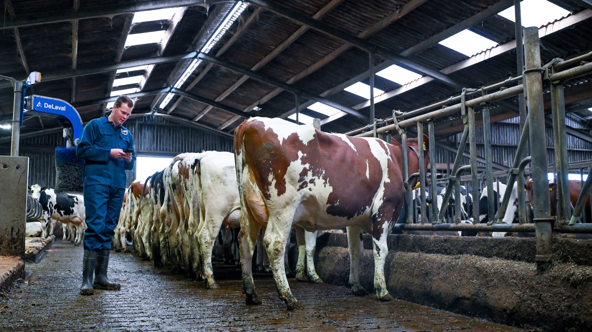 Melkveehouderij en fokkerijadvies van Freyr KI